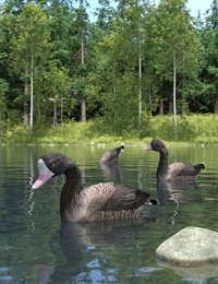 TEE-lesser white-fronted geese.jpg