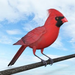 Test Song Bird In Iray